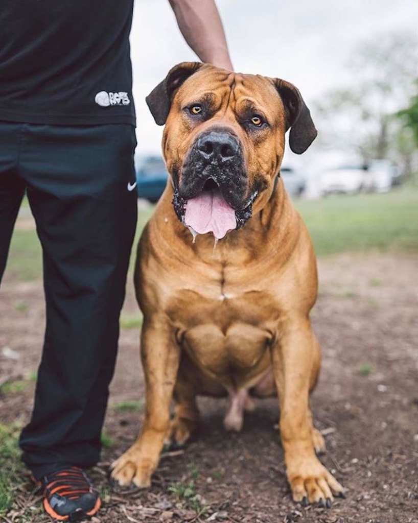 CJ Ortega - South African Mastiff dog